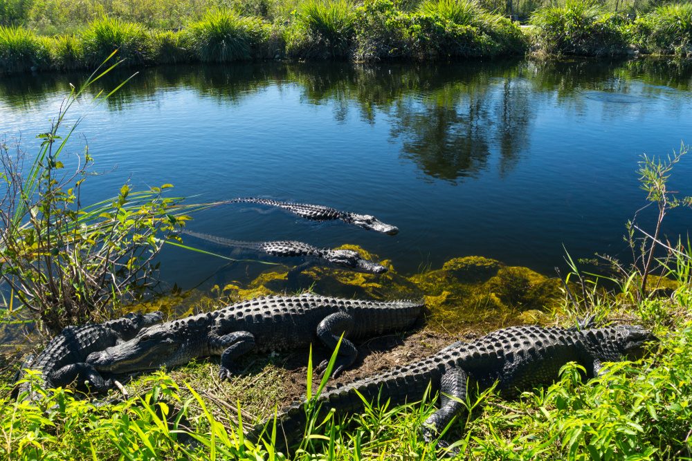 American alligators half-submerged in an Everglades marsh