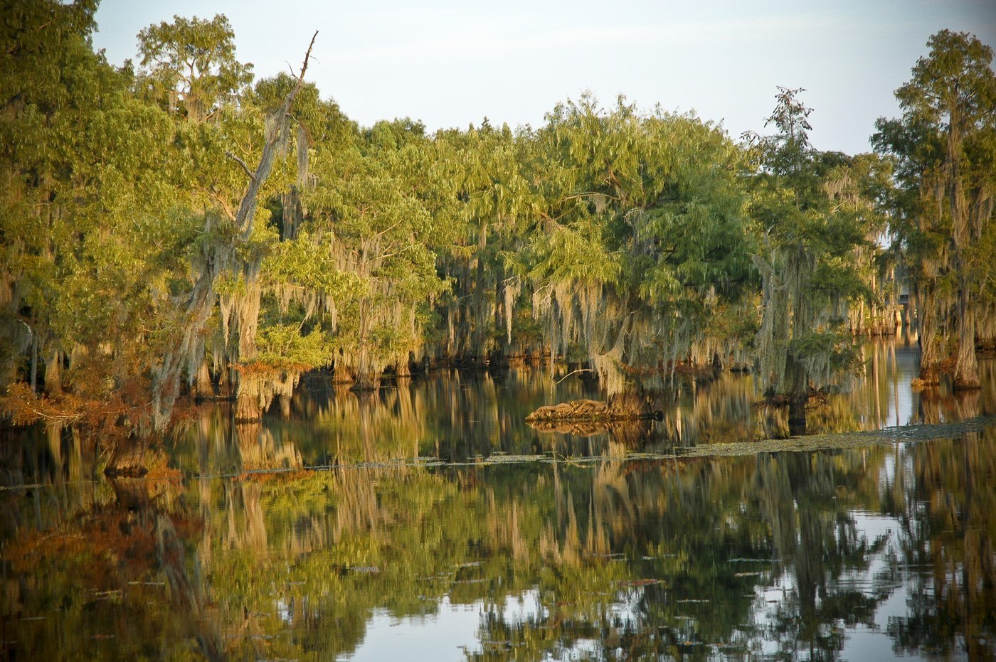 Spanish moss draped over cypress trees on still Louisiana water