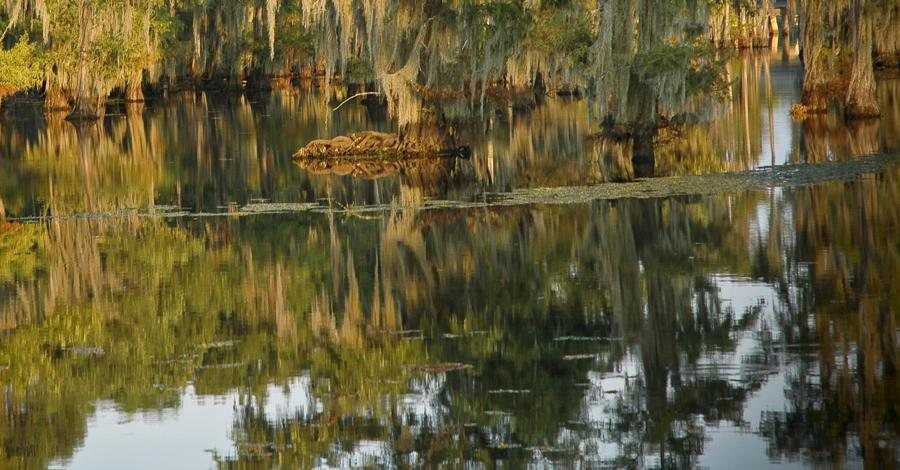 Cypress trees reflected in calm Louisiana water