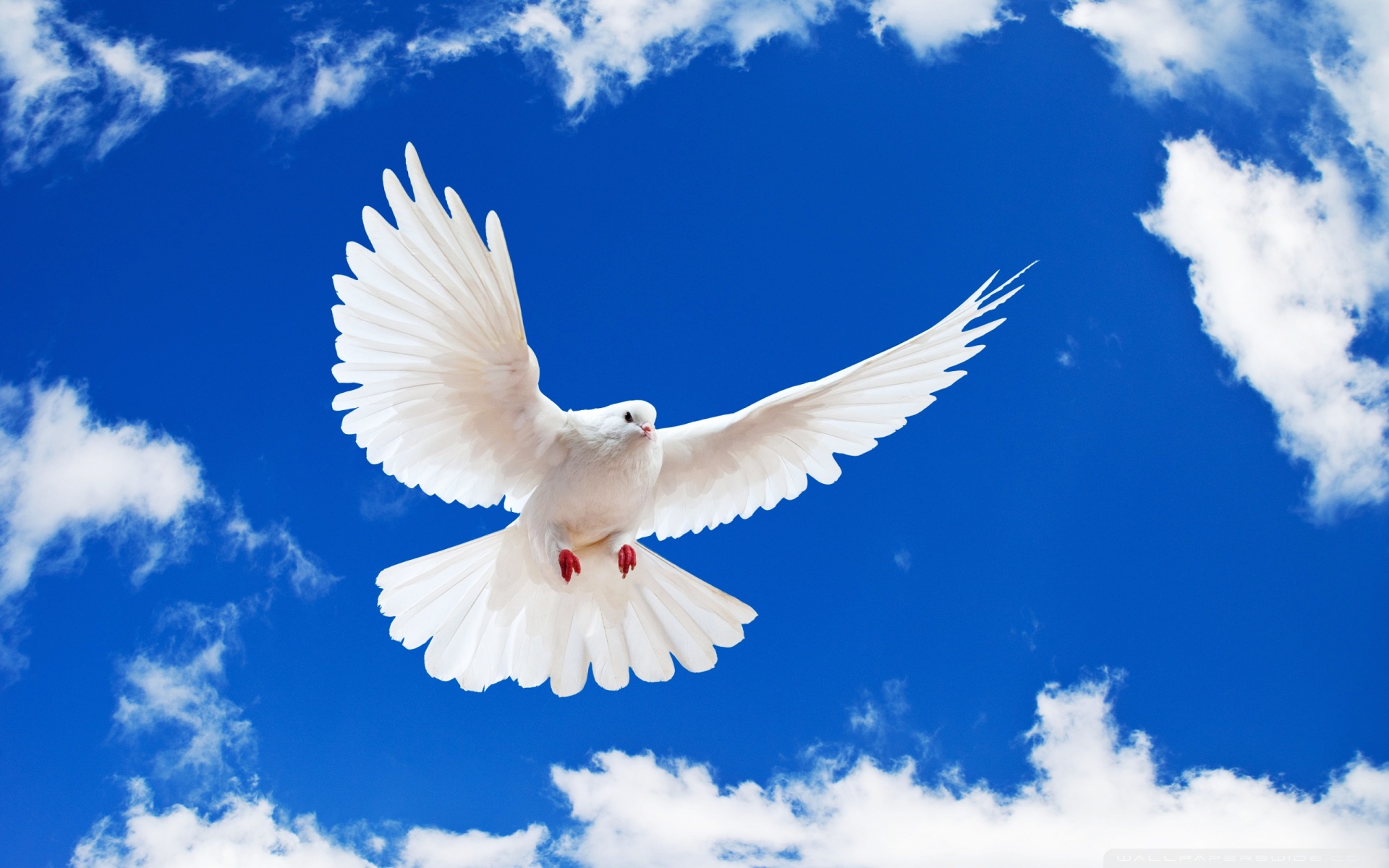 A white dove in flight against a blue sky