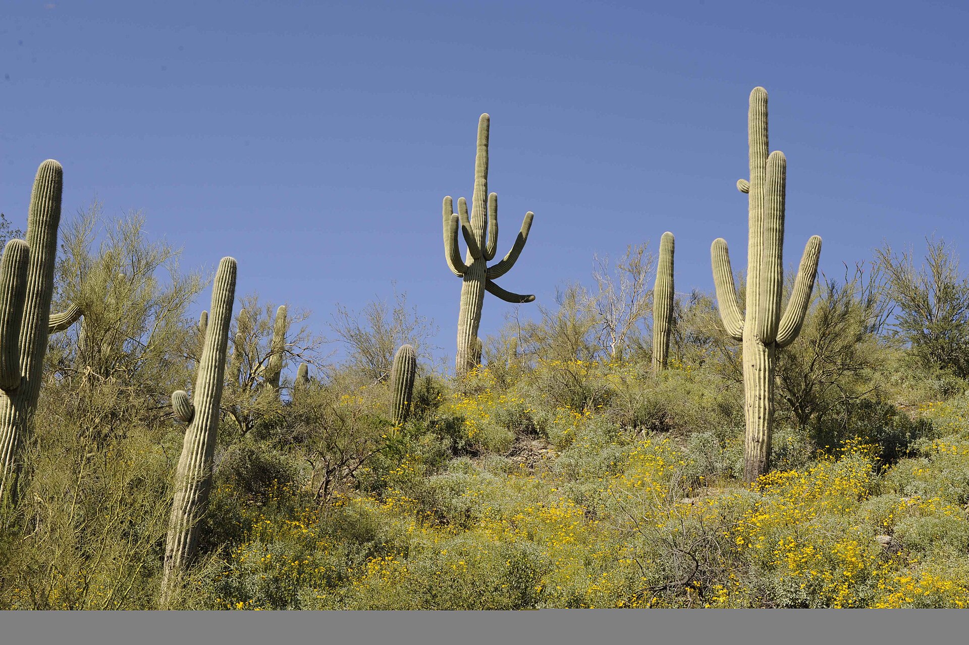 A saguaro cactus, Carnegiea gigantea, in the Arizona desert (file photo)