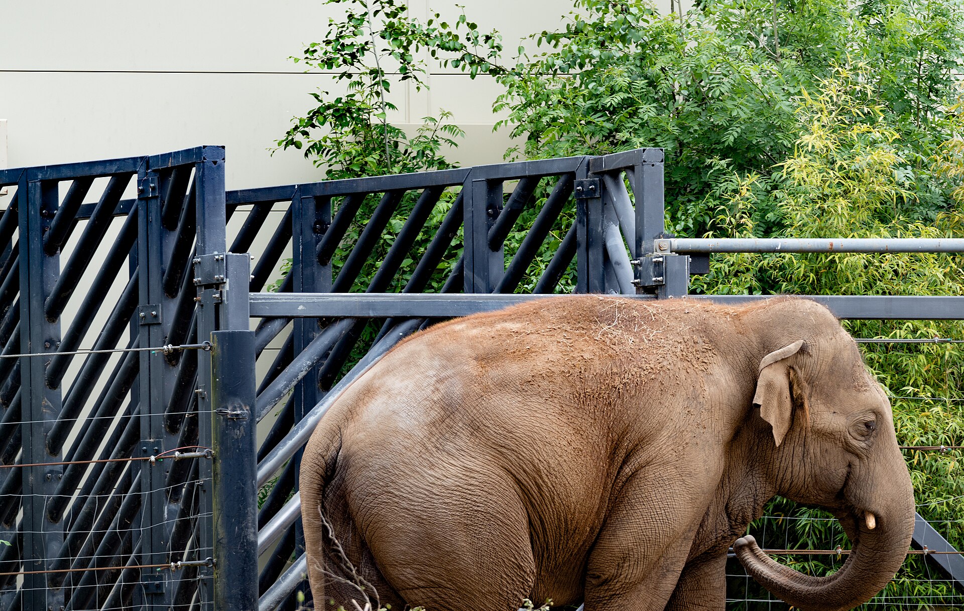 Zoo animals in a bright outdoor enclosure (file photo)