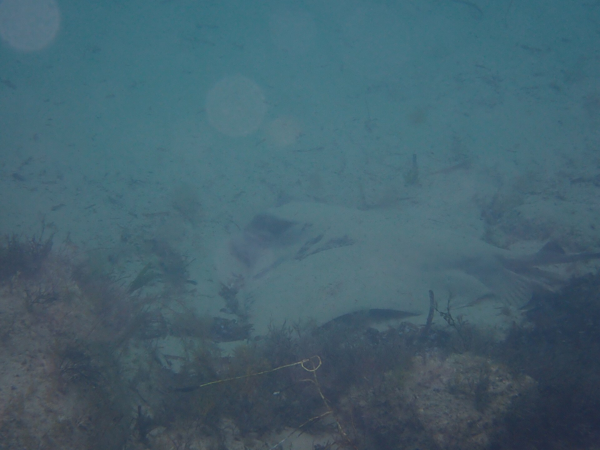 A stingray swimming over bright sand in clear shallow water