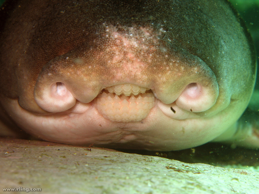 A Port Jackson shark resting on the seabed