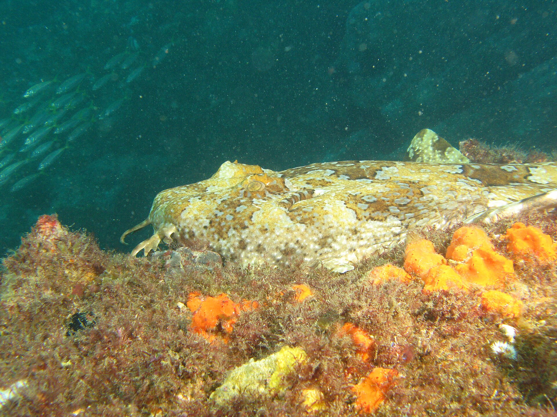 A wobbegong shark camouflaged on the reef