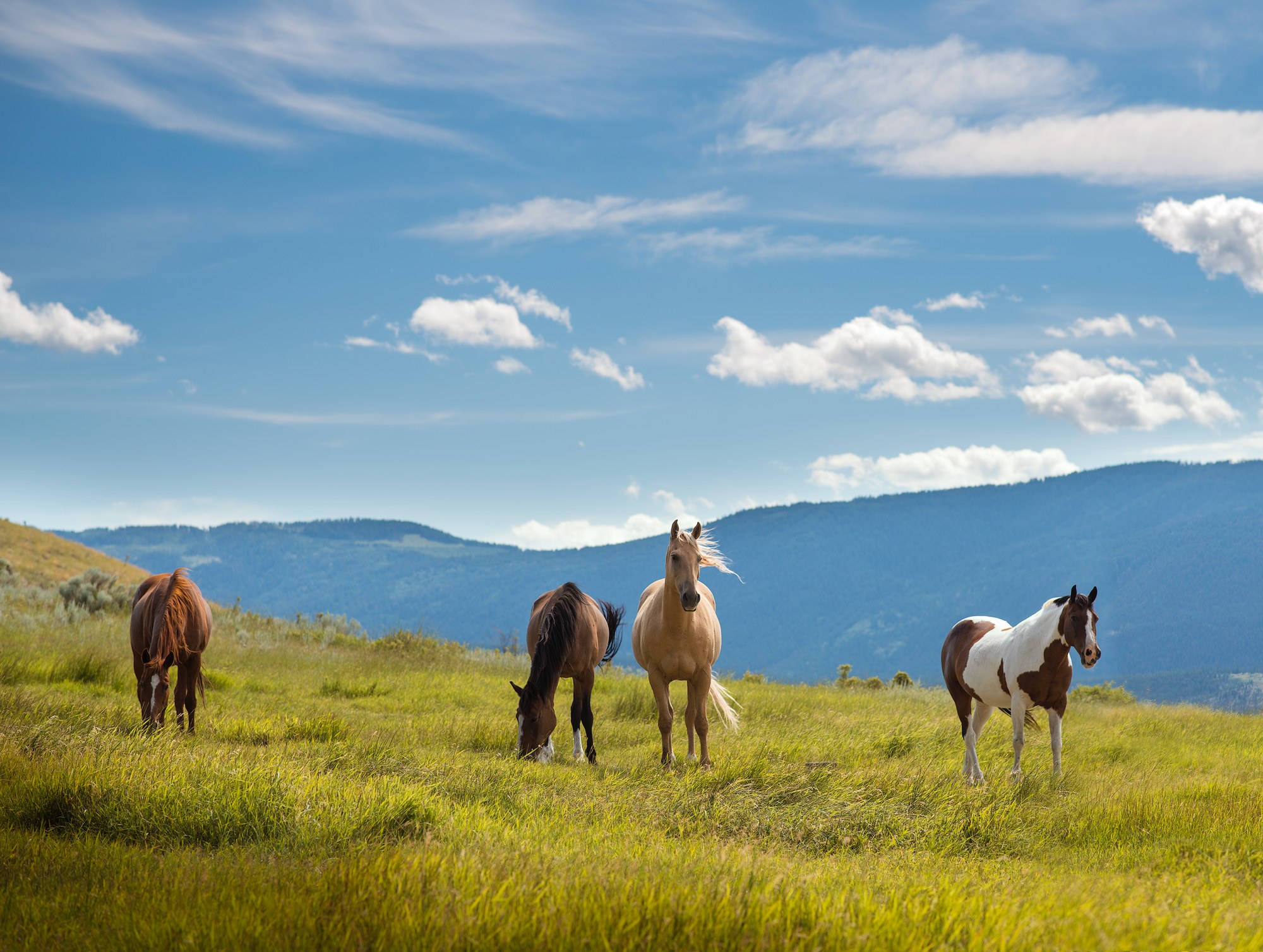 Horses on a ranch in big-sky country