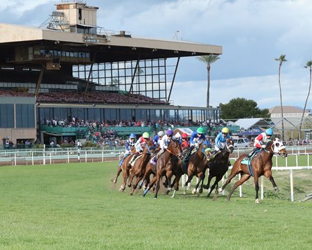 Thoroughbreds racing on the turf course on a bright afternoon