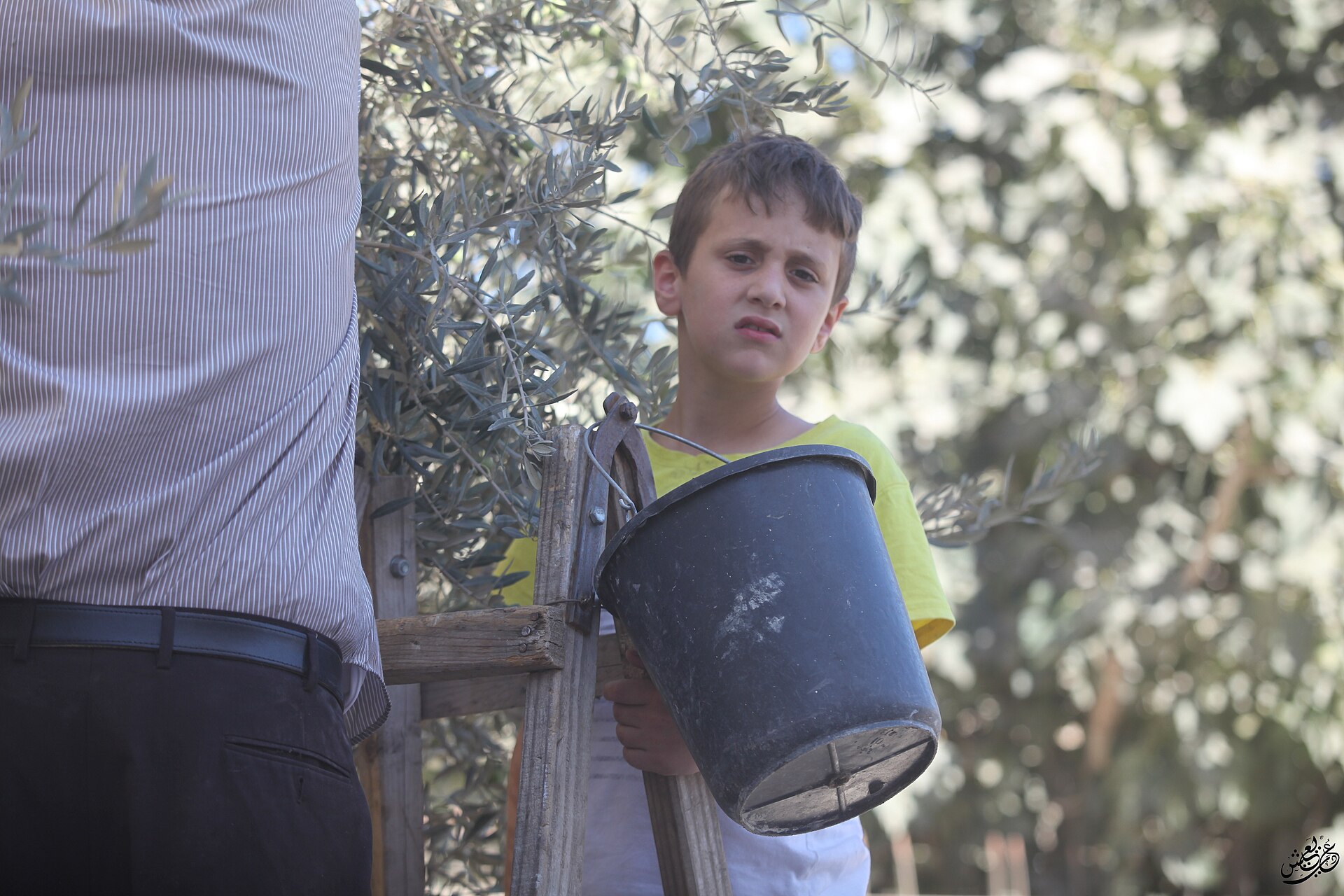 Olive groves in the West Bank (file photo)